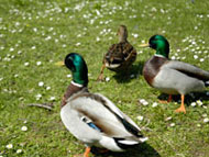 Stadpark1